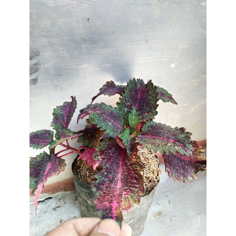 TANAMAN HIAS/BUNGA HIAS/MIANA/MIANA UNGGU