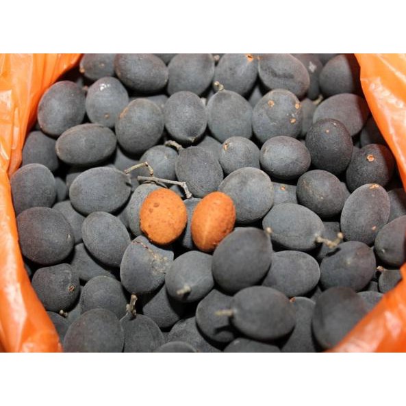 Bibit Tanaman Buah Asam Kranji Velvet Tamarind