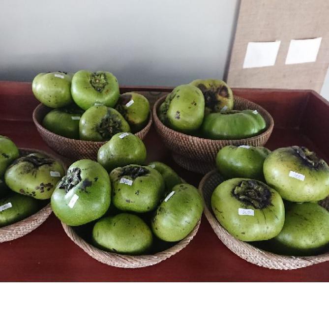 

PALING HOT!! (udi-764) Buah giant black sapote