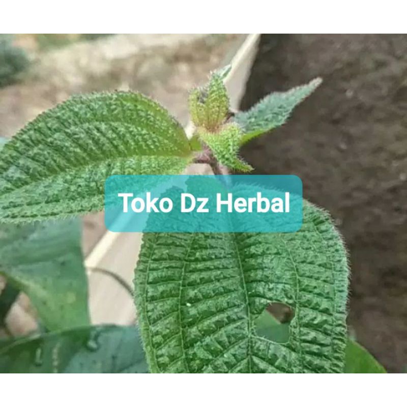 

Daun segar senggani senduduk harendong bulu 400 gram-az