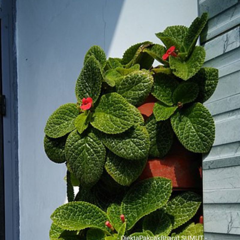  Tanaman  Hias  Begonia Episcia  Cupreata Green Tanaman  Hutan 