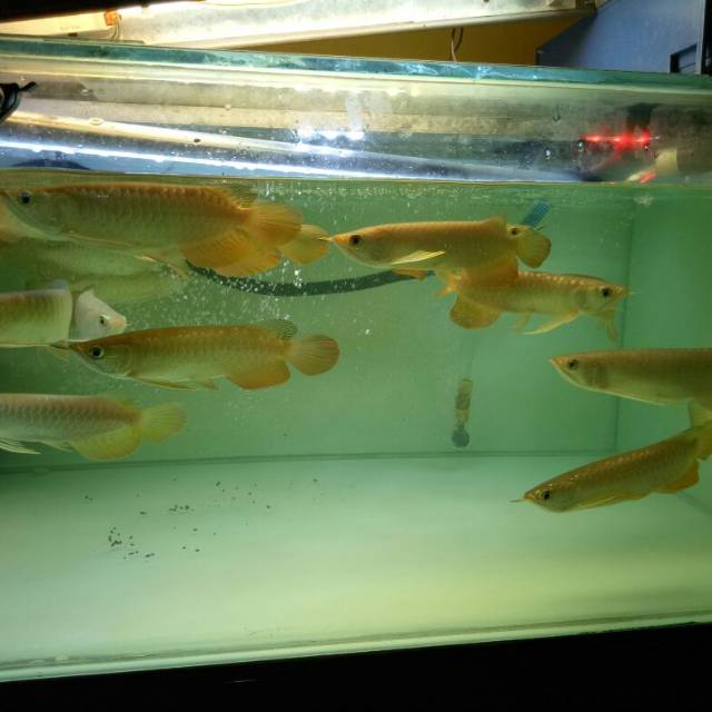 Ikan Arwana Golden Red HighBack