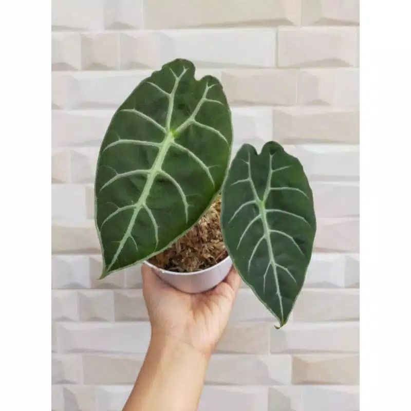 Alocasia Watsonia (bonggol)