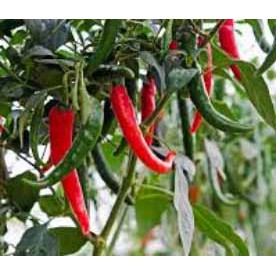 Benih bibit cabe besar