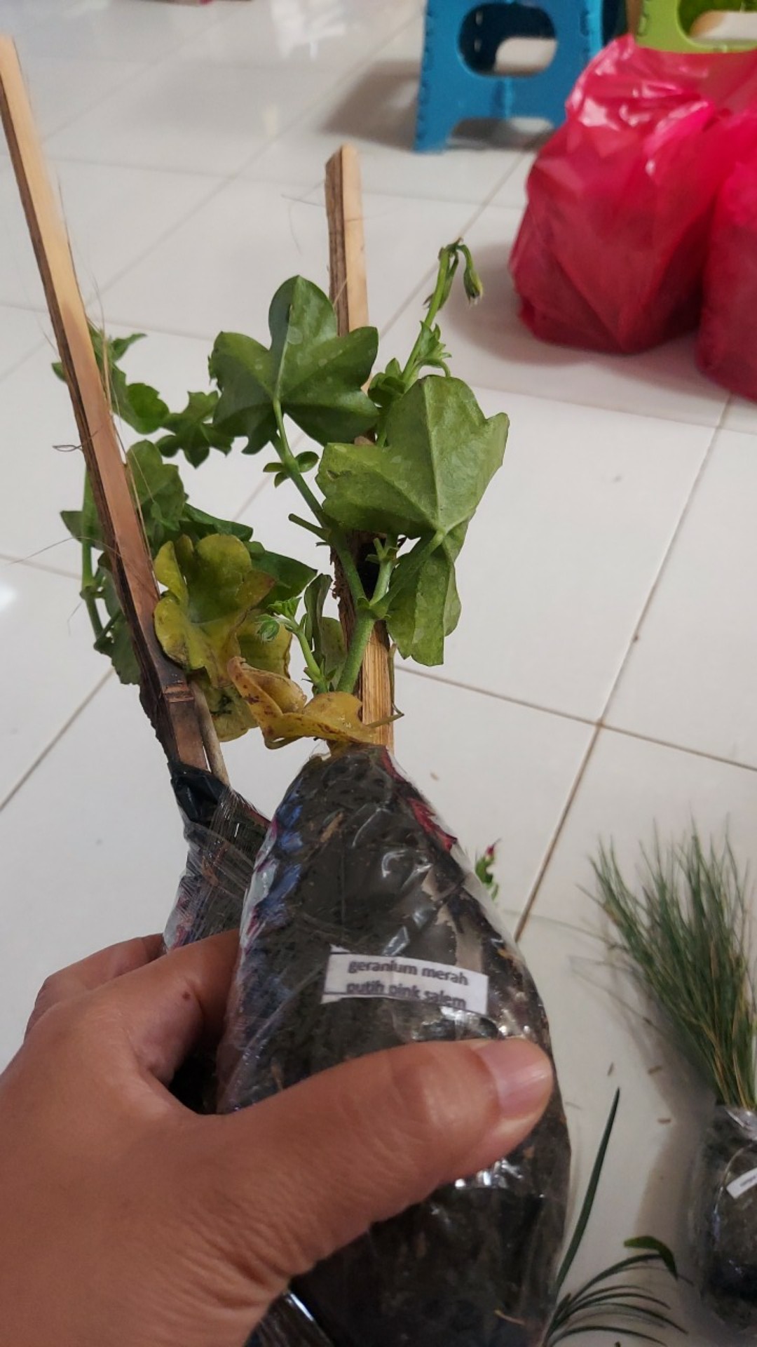 Tanaman Hias Geranium Merah Putih Pink Salem