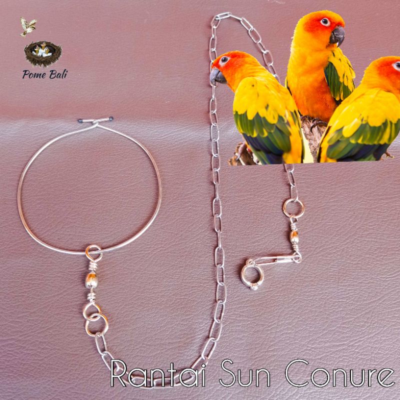 Rantai Burung Sun Conure