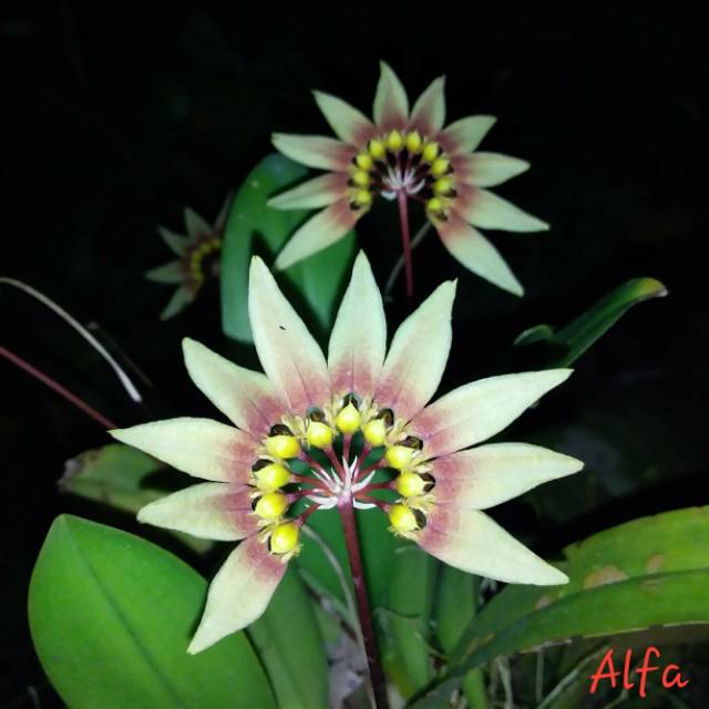 Anggrek bulbophyllum lepidum