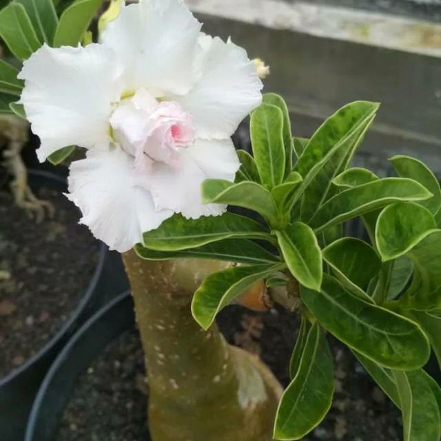 Bibit Bunga Kamboja-adenium Putih Snow White - bunga  tumpk