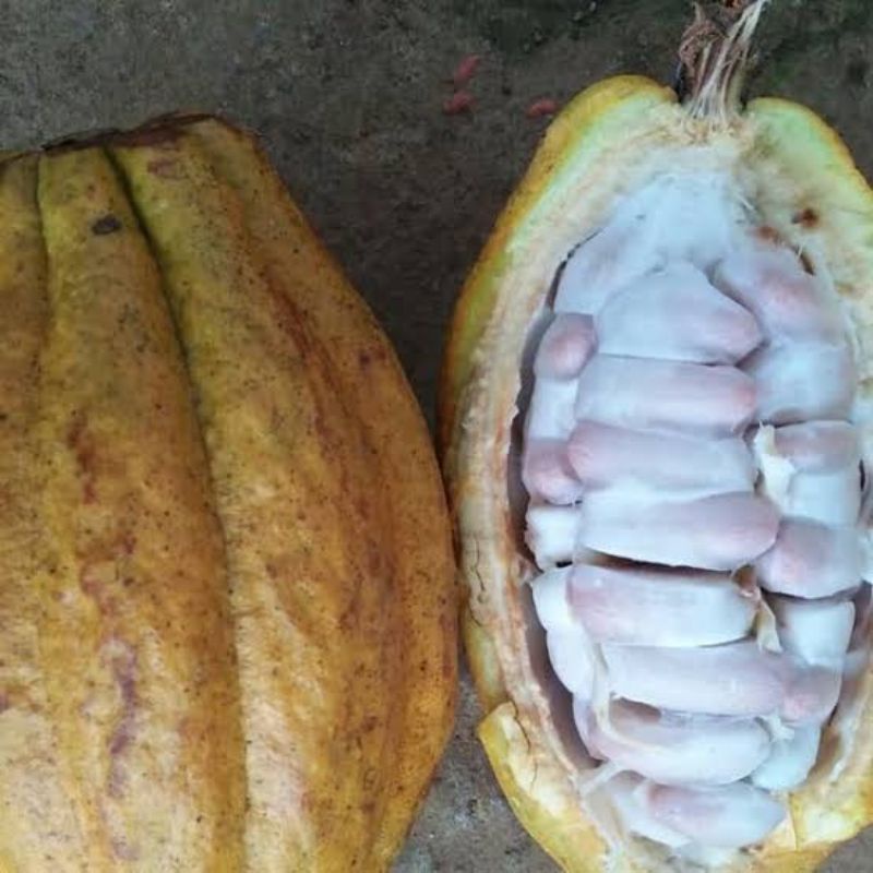 

buah kakao/buah coklat
