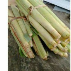 

trubuk segar / 1ikat