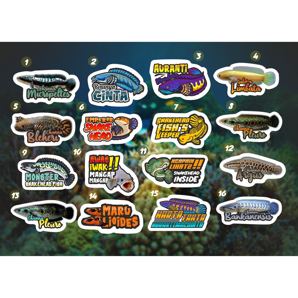 Stiker Setiker Untuk Aquarium Channa Snakehead (Terlengkap) Vol. 2