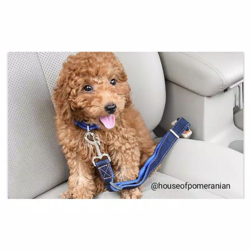 dog car seat belt tali pengaman mobil anjing kucing leash travelling