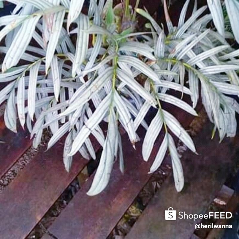 Rhapidophora Tenuis SILVER (BONGGOL RAWATAN)