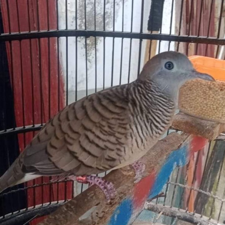 burung perkutut bangkok ring ternama bunyi