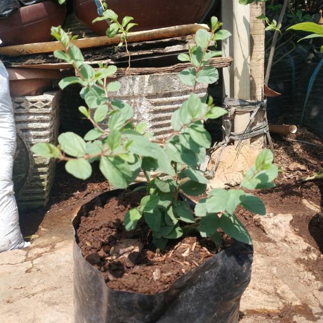 BIBIT POHON BIDARA ARAB SIDR