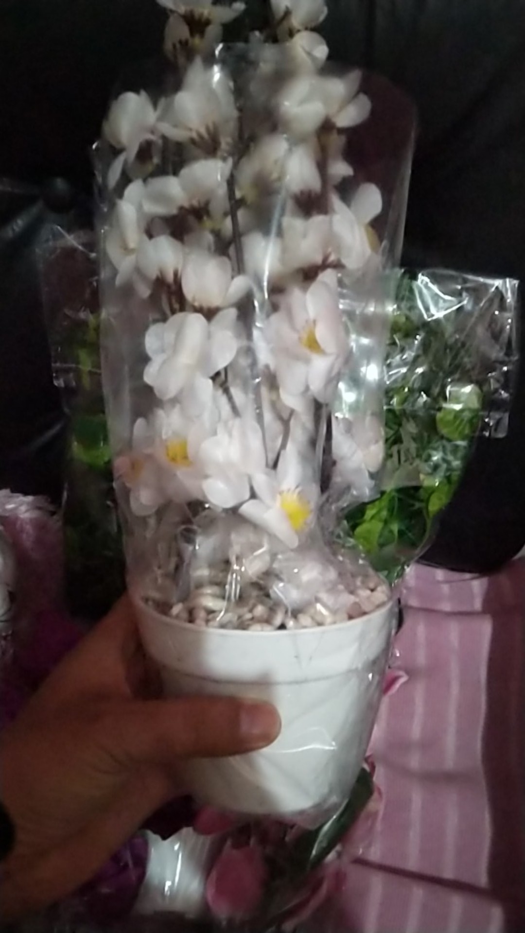 Sakura Pot Plastik D 10cm