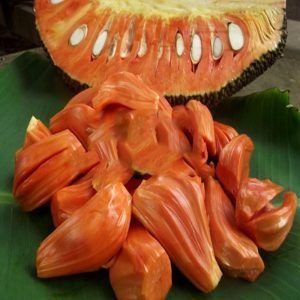 

bibit tanaman nangka merah tinggi 20-60cm hasil okulasi