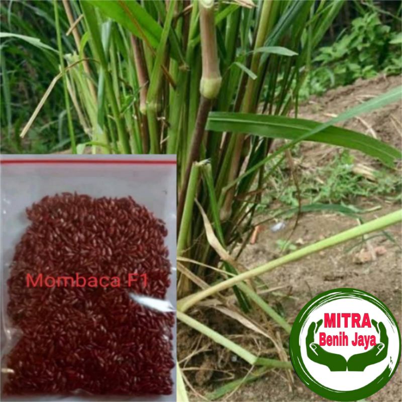 30 Biji Benih Pakan Ternak Mombaca Super F1 / Rumput Mombaca / Benih Rumput / Biji Rumput Mombaca / 