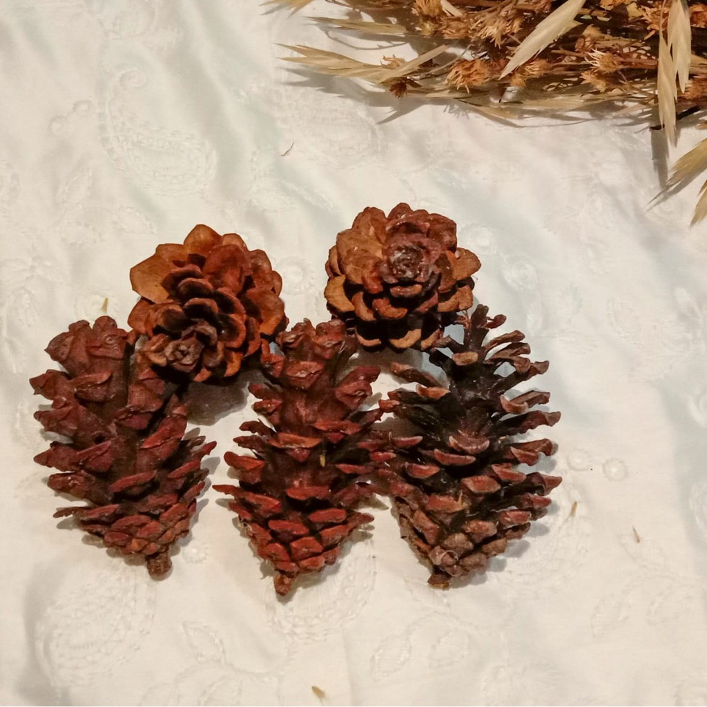 Bunga pinus / Buah Pinus / bunga kering rustik / dried rustic flower / properti foto dekorasi / pine