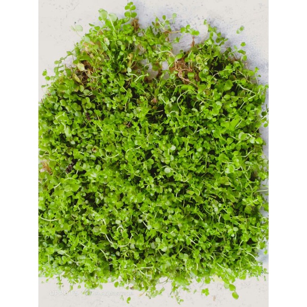 monte carlo tanaman karpet