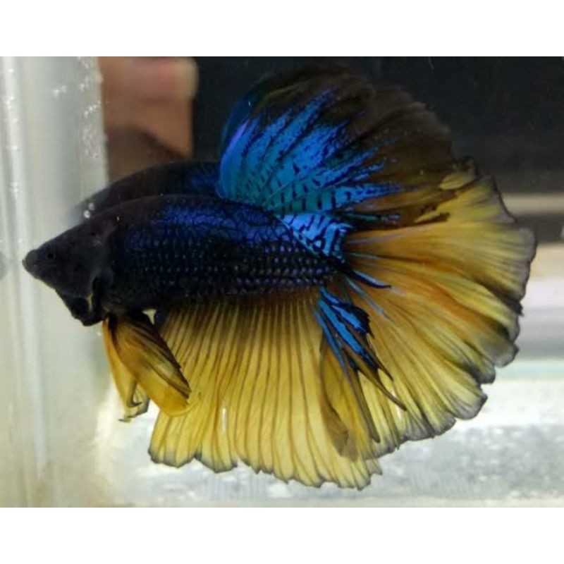 GROSIR IKAN CUPANG HALFMOON Size M+