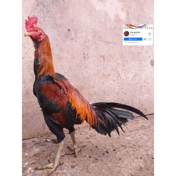 telur ayam pakhoy brakot