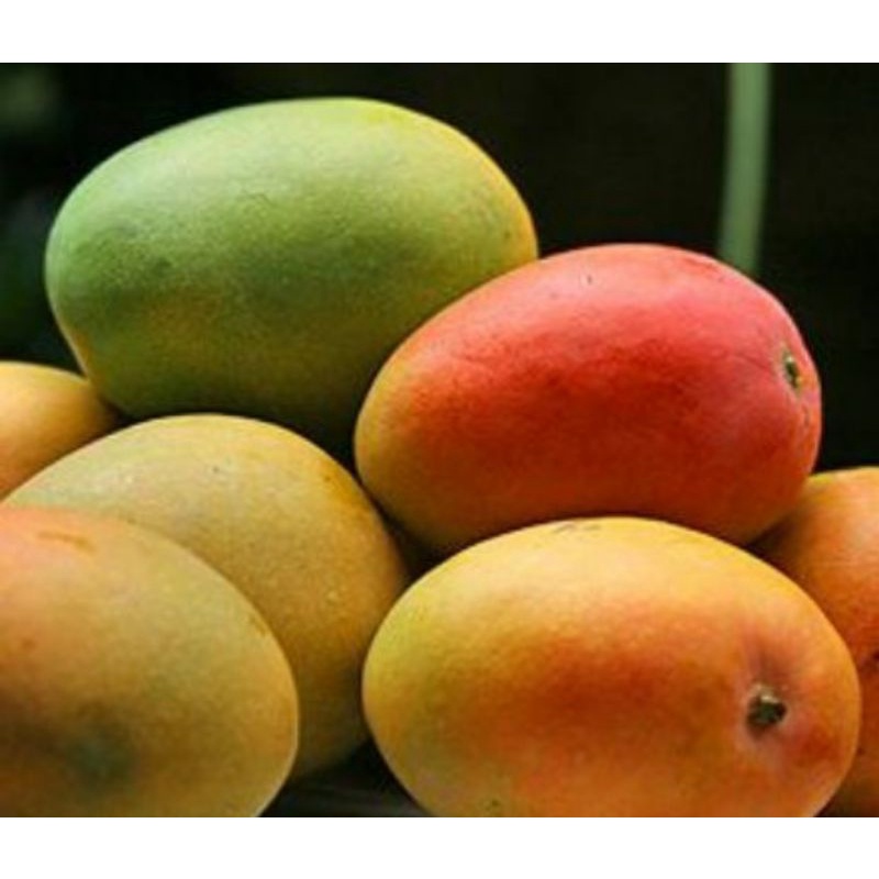 

Mangga Gendong Gincu