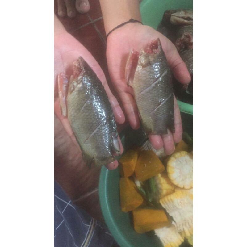 

ikan papuyu