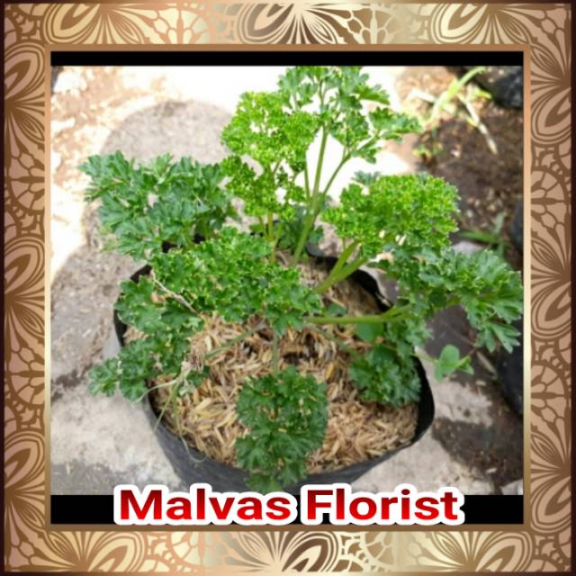 Tanaman Hias Bibit Herbal Parsley Shopee Indonesia
