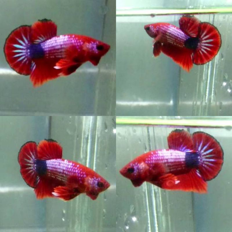 ikan cupang Hellboy