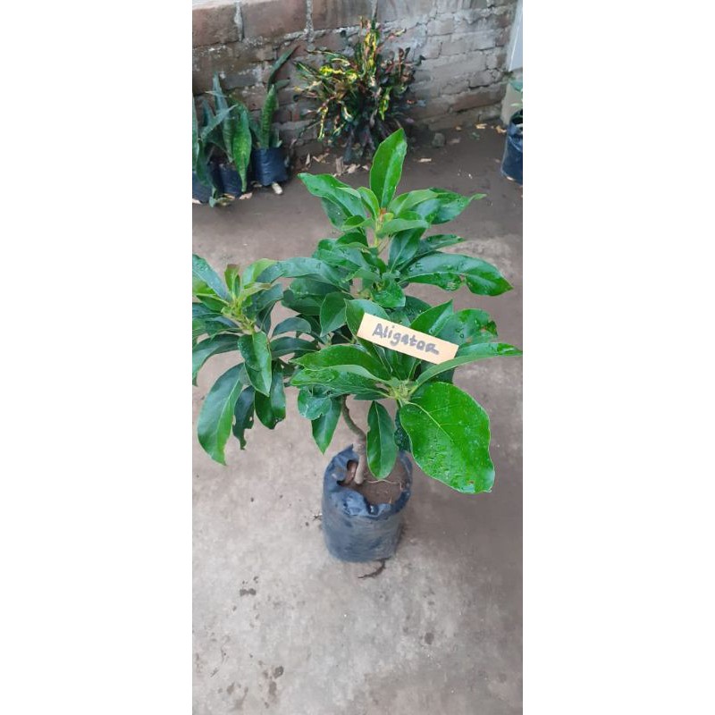 

Paket bibit buah buah an