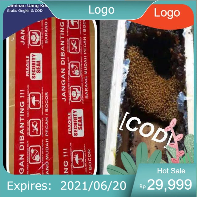 TERMURAH  trigona kelulut lebah madu