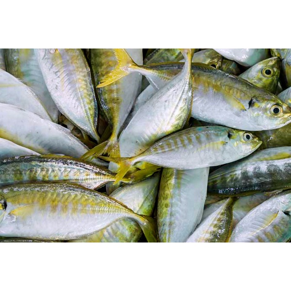 

Ikan Selar Kuning Segar
