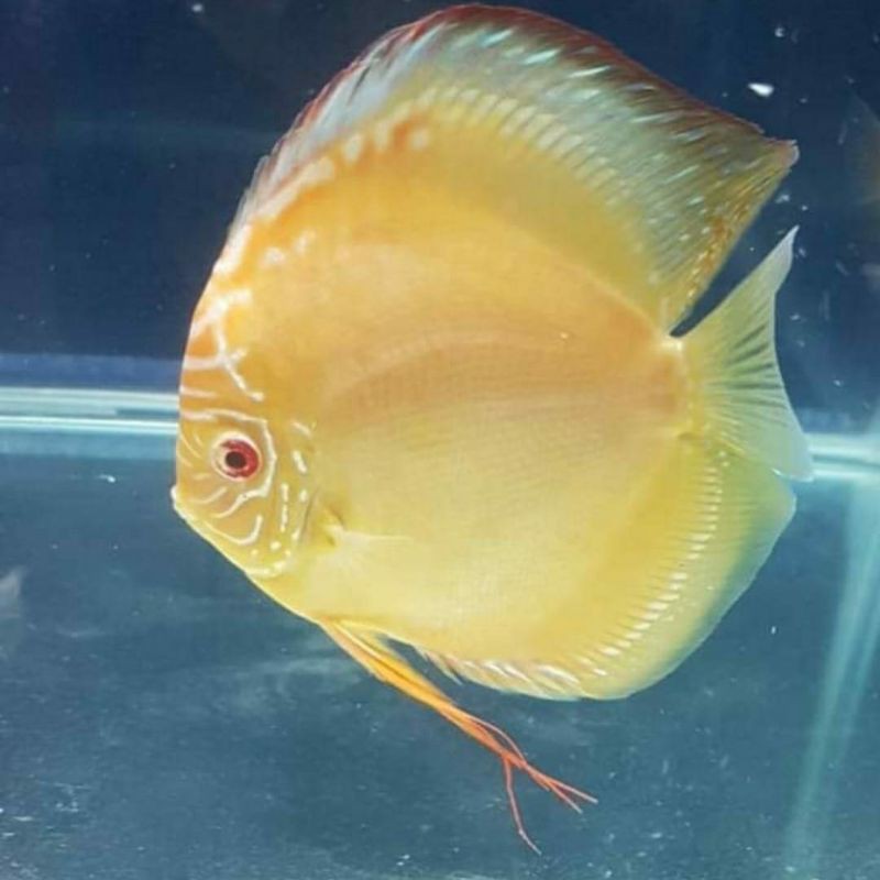 discus ikan hias