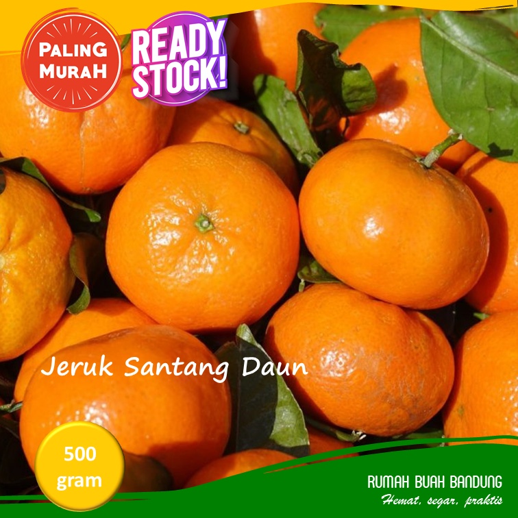 Jeruk Santang Daun 500 gram