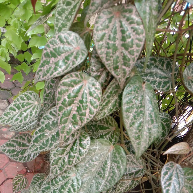 

daun sirih merah segar