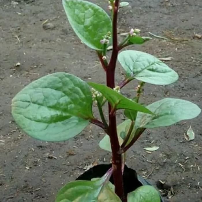 PROMO tanaman hias binahong / tanaman herbal obat binahong merah