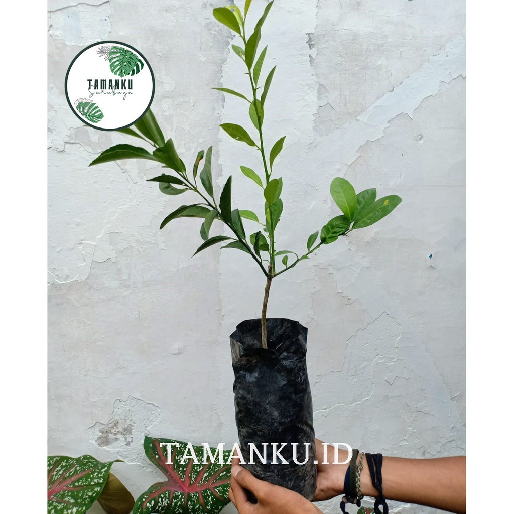 Obral Bibit Jeruk Santang / Tanaman Buah Jeruk Santang