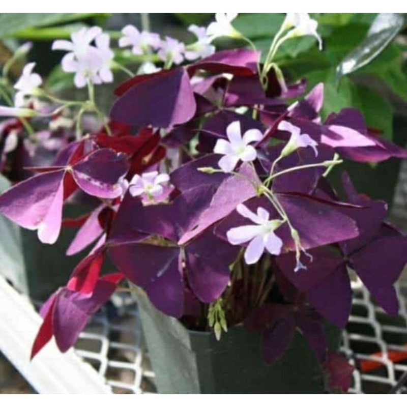 Tanaman hias Semanggi Ungu