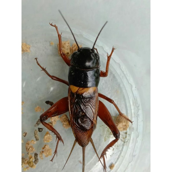 Jangkrik aduan / genggong / masteran