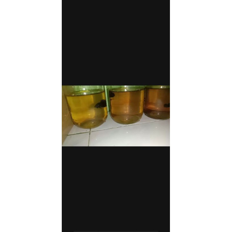 

Cupang Alam
