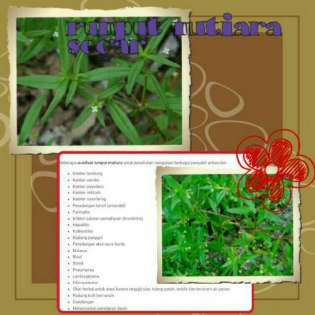 

Rumput mutiara segar