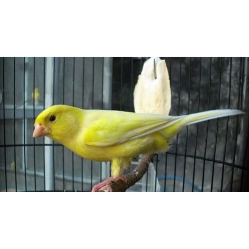 KENARI BAHAN JANTAN / JAMINAN JANTAN LOPER