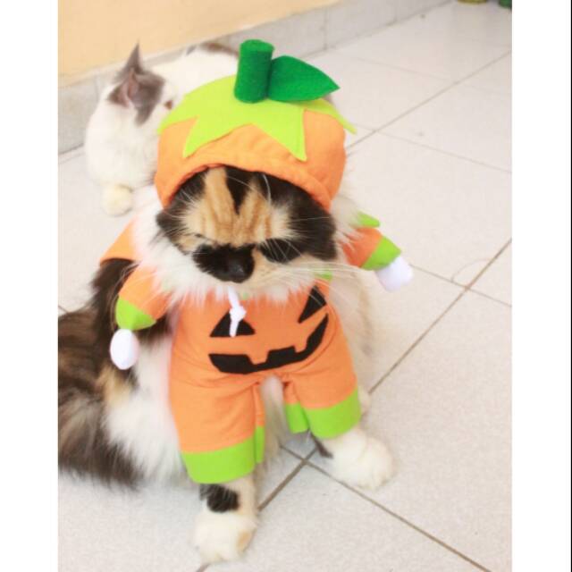 Kostum untuk halloween buah labu / baju kucing lucu murah meriah cosplay size S M L XL