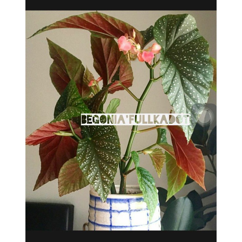 tanaman hias hidup begonia fullkadot/tanaman hias murah begonia fullkadot/begonia fullkadot