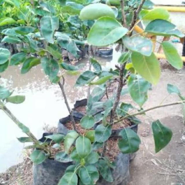Bibit Buah Pir Hijau Asia Cangkok