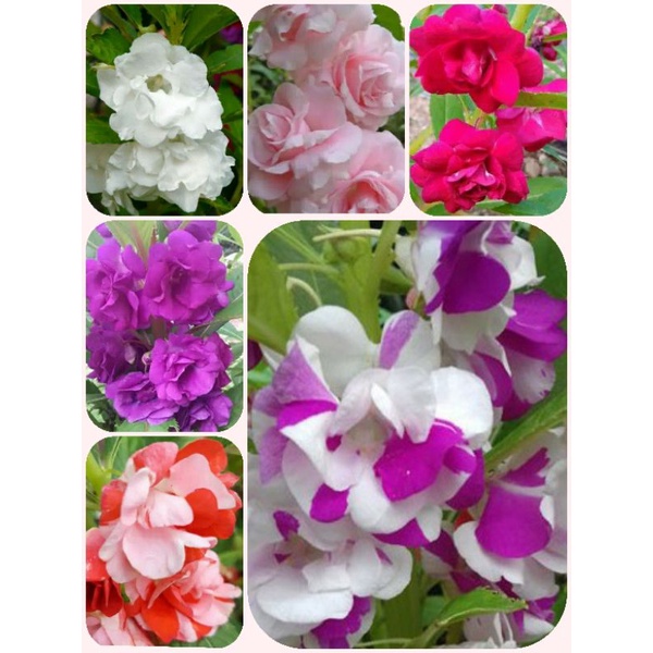 60 pcs Pacar air 8 warna MIX (pink, ungu, merah, putih, merah vanila, Ungu gradasi, peach)