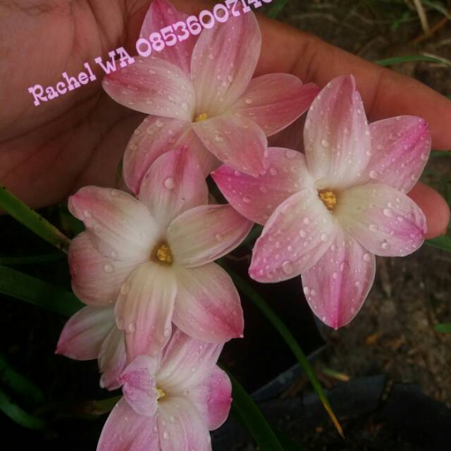 Rainlily pies lily/ umbi bunga
