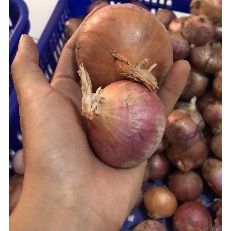 

Bawang peking India Murah 1Kg