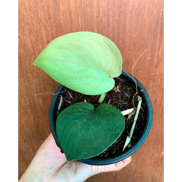 Scindapsus Jade Satin